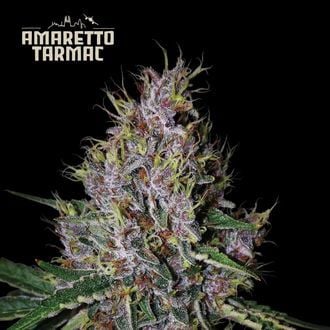 Amaretto Tarmac Auto (Seedstockers) Feminized