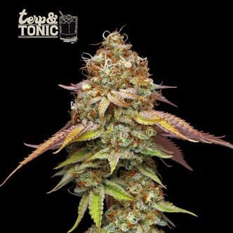 Terp & Tonic (Seedstockers Superior) Feminized