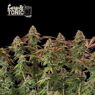 Terp & Tonic Auto (Seedstockers Superior) Feminized