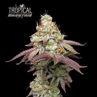 Tropical Zmoothie (Seedstockers Superior) Feminized