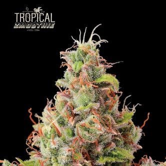 Tropical Zmoothie Auto (Seedstockers Superior) Feminized