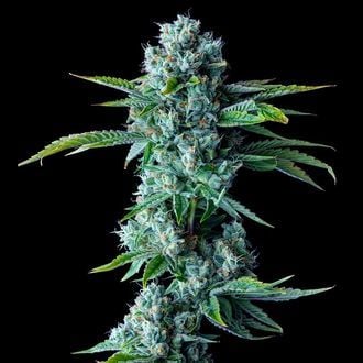 Skywalker Kush (DNA Geneticsa) feminized