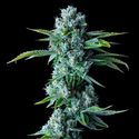 Skywalker Kush (DNA Geneticsa) feminized