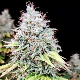 Apple OG (Pure Instinto) Feminized