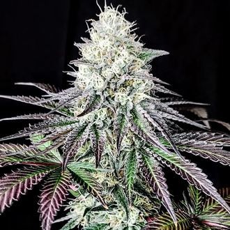 Garlic Cookies (Pure Instinto) Feminized