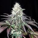 Garlic Cookies (Pure Instinto) Feminized