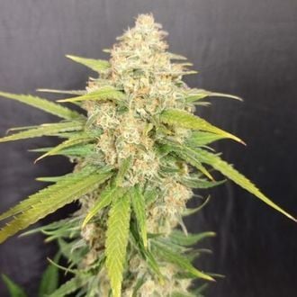 Melon Gum (Pure Instinto) Feminized