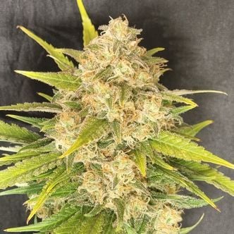 Melon Gum (Pure Instinto) Feminized