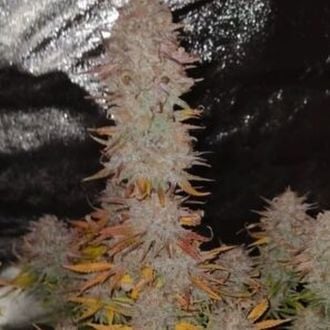 Sticky Gorilla 4 (Pure Instinto) Feminized