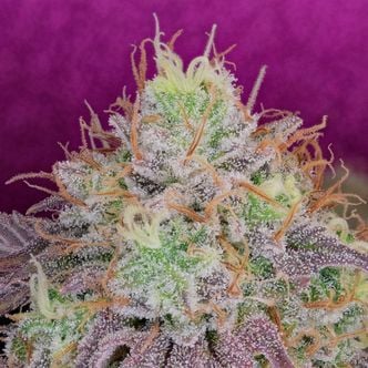 Watermelon Zkittlez (Pure Instinto) Feminized