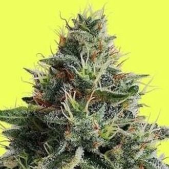 Lemon Storm (Pure Instinto) Feminized