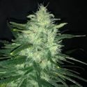 Wedding Cake (Pure Instinto) Feminized