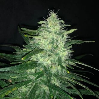 Wedding Cake (Pure Instinto) Feminized