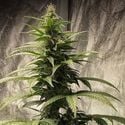 Strawberry Shortcake Auto (Pure Instinto) Feminized