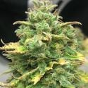 Mimosa Cake Auto (Pure Instinto) feminized