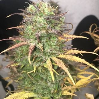 Girl Scout Kush Auto (Pure Instinto) Feminized