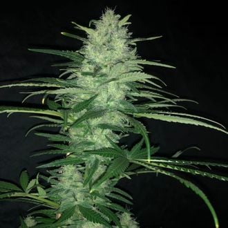 Purple Punch Auto (Pure Instinto) Feminized