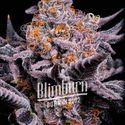 Bubble Gum Sherb (Blimburn Seeds) Feminized