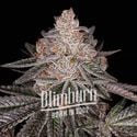 Apple Fritter Auto (Blimburn Seeds) Feminized