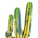 San Pedro Variegated (Echinopsis Pachanoi Variegata) Buenavista