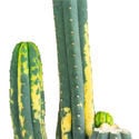 San Pedro Variegated (Echinopsis Pachanoi Variegata) Buenavista