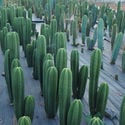 San Pedro XL (Echinopsis pachanoi)