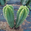 San Pedro XL (Echinopsis pachanoi)