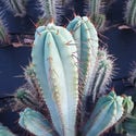 Bolivian Torch XL (Echinopsis bridgesii)