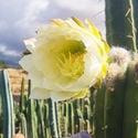 Bolivian Torch XL (Echinopsis bridgesii)