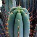 Bolivian Torch XL (Echinopsis bridgesii)