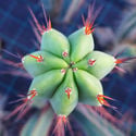 Bolivian Torch XL (Echinopsis bridgesii)