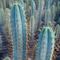 Bolivian Torch XL (Echinopsis bridgesii)