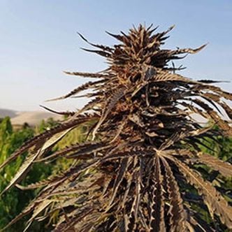 Kandahar (Afghan Seed Connection) Regular