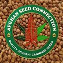 Nimruz (Afghan Seed Connection) Regular