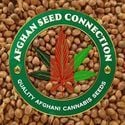 Helmand (Afghan Seed Connection) Regular