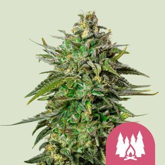 Larry OG (Royal Queen Seeds) Feminized