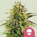 Alien OG (Royal Queen Seeds) Feminized