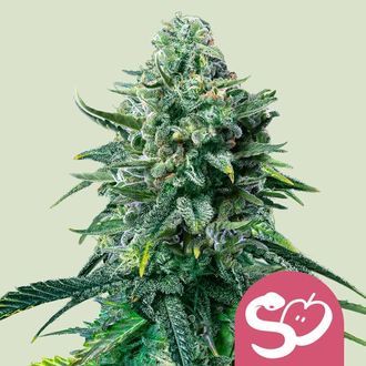 Forbidden Fruit (Royal Queen Seeds) Feminized