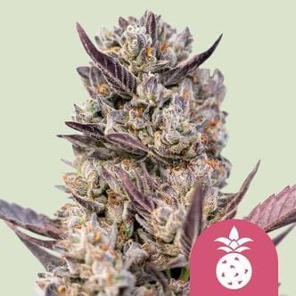 Tropicana Cookies Purple (Royal Queen Seeds) Feminized