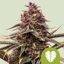 Pink Mist Automatic (Royal Queen Seeds) Feminized