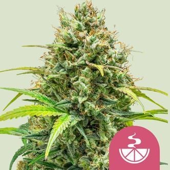 Lemon Skunk (Royal Queen Seeds) Feminized