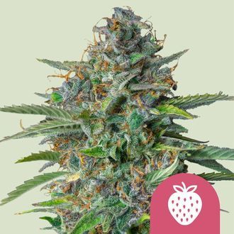 Strawberry Cough (Royal Queen Seeds) Feminized