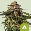 Special Queen 1 Automatic (Royal Queen Seeds) Feminized