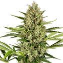 Jack Herer Automatic (Sensi Seeds) Feminized