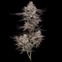 Animorph Mints (Compound Genetics) Feminized