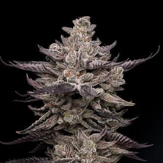 El Valle Haze (Compound Genetics) Feminized