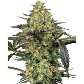 Grapevine Candy (Sensi Seeds) Feminized