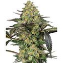 Grapevine Candy (Sensi Seeds) Feminized