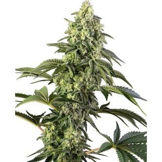 Cosmic Kiss (Sensi Seeds) Feminized