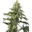 Cosmic Kiss (Sensi Seeds) Feminized